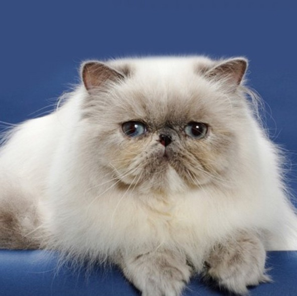 Meet your Posher, Alissa